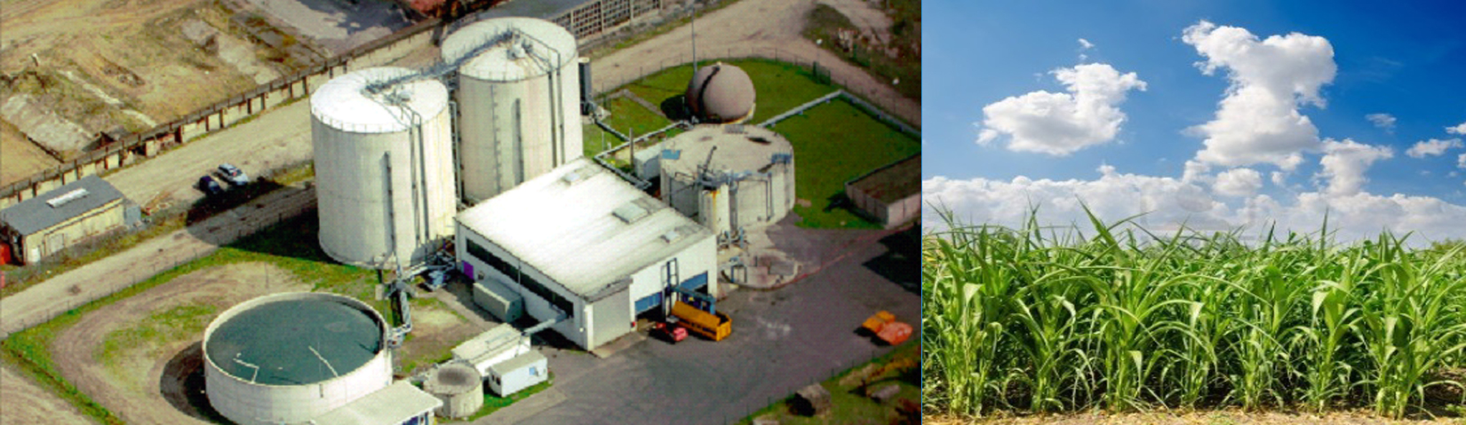 Feedstocks for Biogas